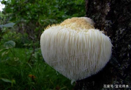 蘑菇小常识（中）10种味道鲜美的蘑菇，哪一种是菌中之王？插图70